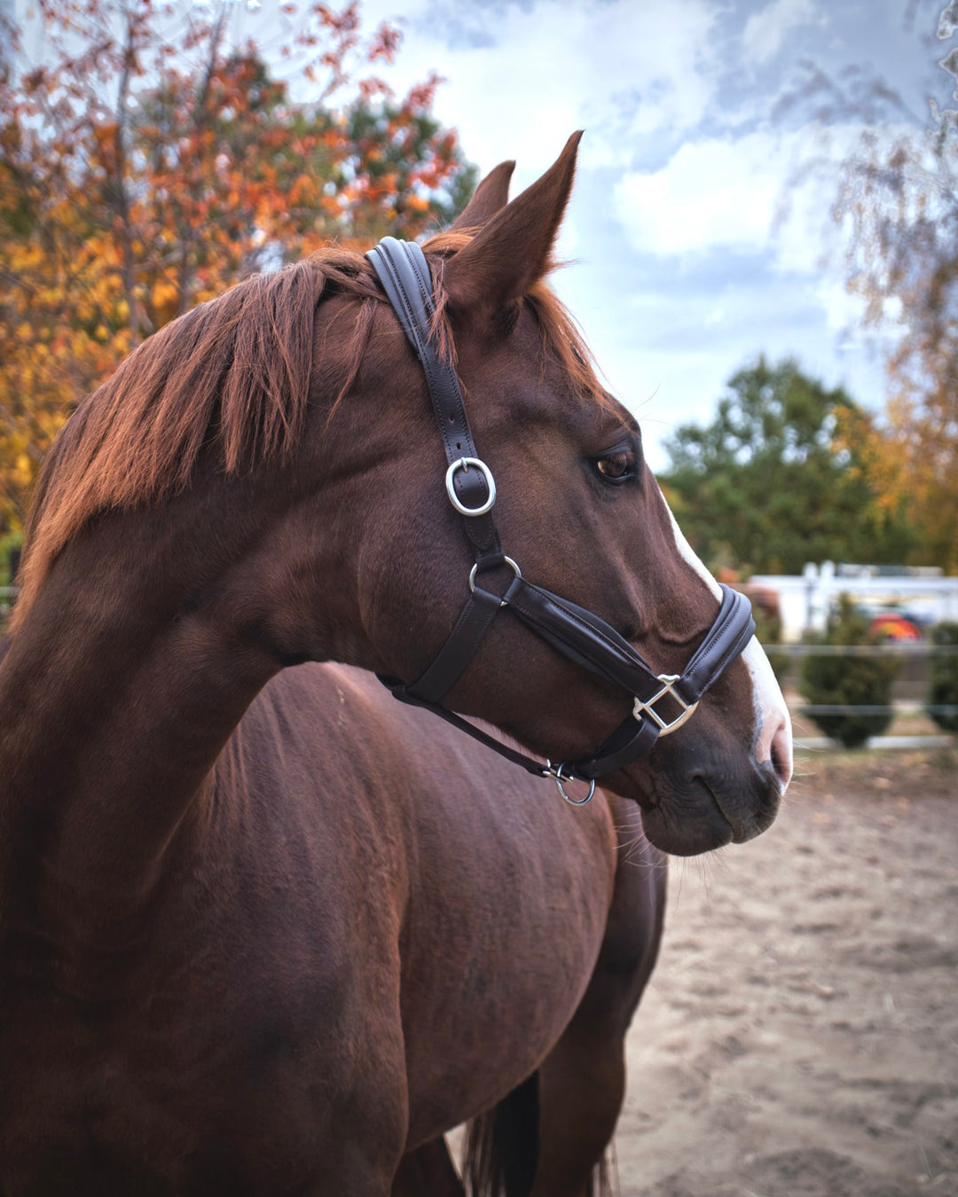 Halter Leder Healthy Horses Lederhalfter