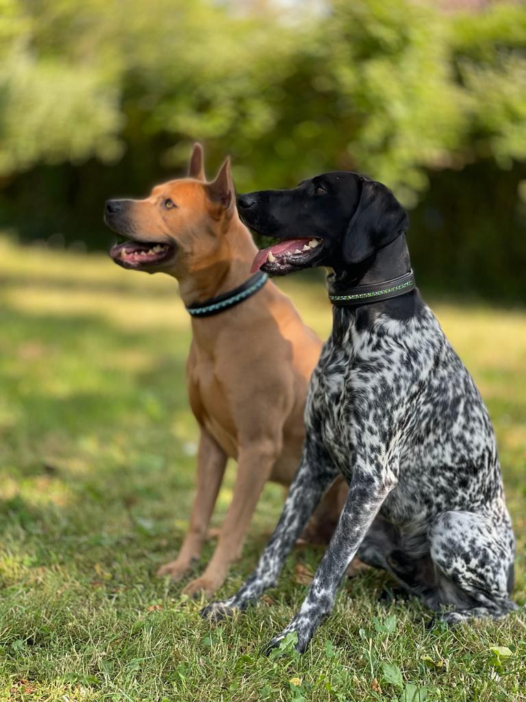 Hundehalsband Leder mit Kristallen