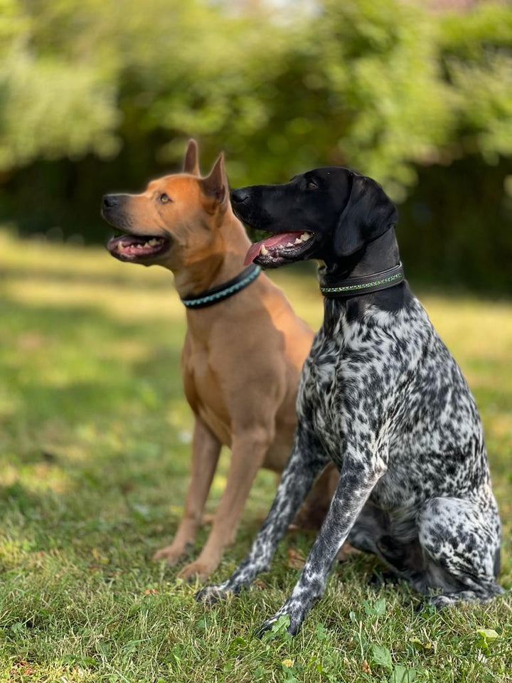 Hundehalsband Leder mit Kristallen